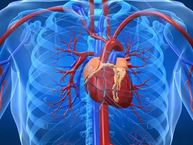 Szívbetegségek esetén a potencianövelő gyakorlatok ellenjavallt