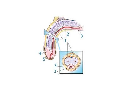 pénisz szerkezete