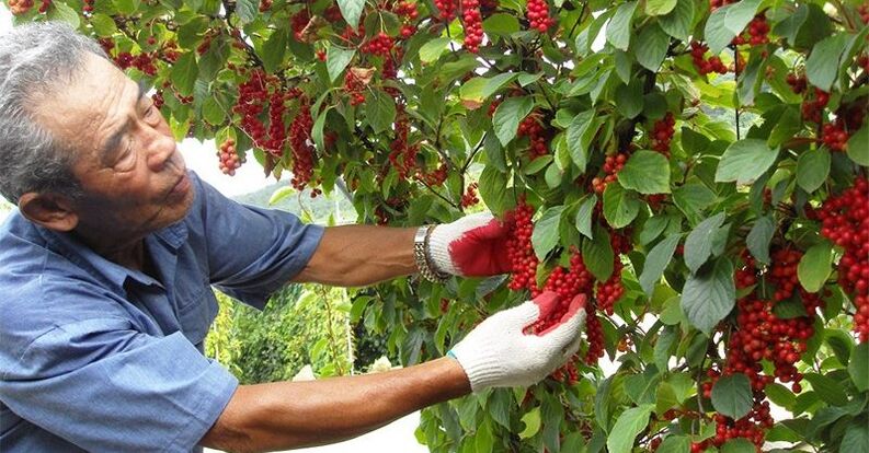 Kínai citromfű a hatékonyság növelése érdekében